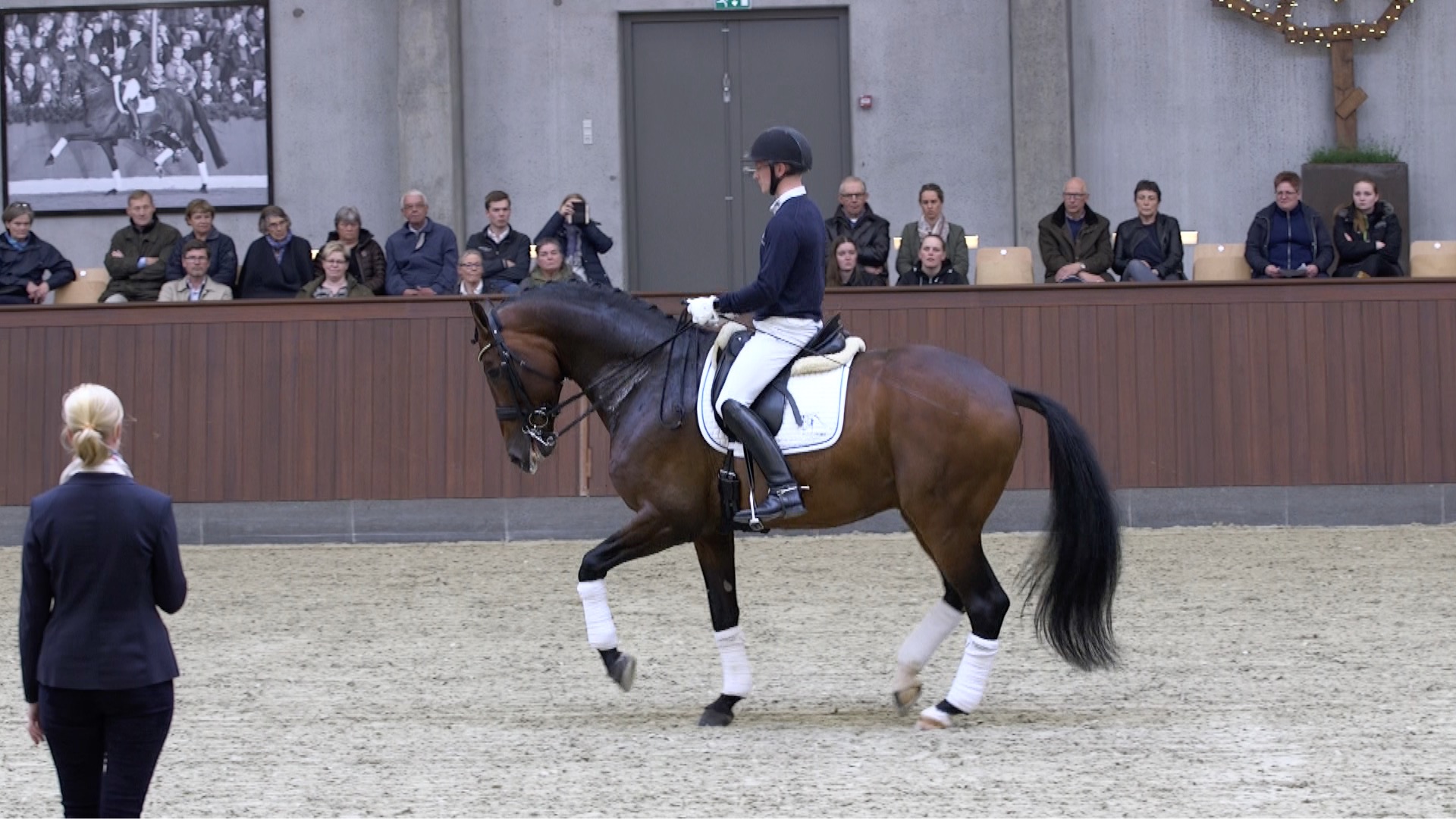 Blue Hors Zatchmo godkänd hingst e. Blue Hors Zack u. Jazz Primeras moster Fiesta Girl, helsyster till Don Schufro