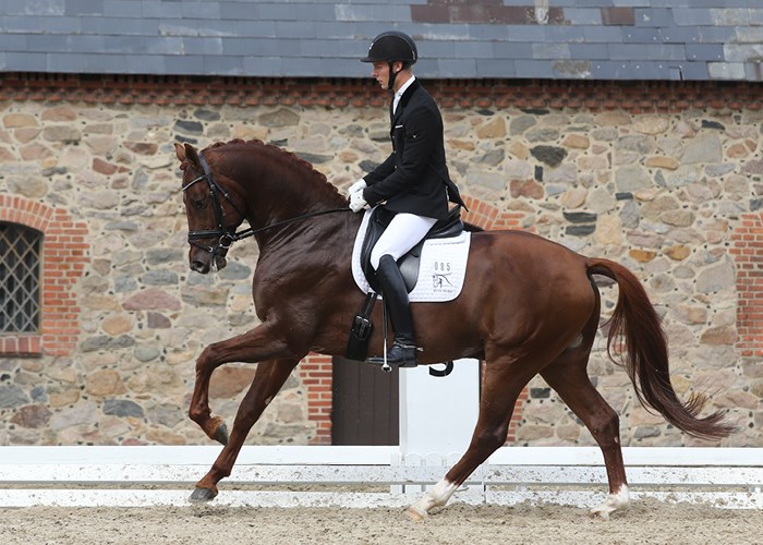 Blue Hors Zirrus godkänd hingst e. Blue Hors Zack u. Jazz Primeras moster Fiesta Girl, helsyster till Don Schufro