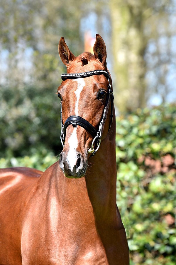 Blue Hors Zirrus godkänd hingst e. Blue Hors Zack u. Jazz Primeras moster Fiesta Girl, helsyster till Don Schufro