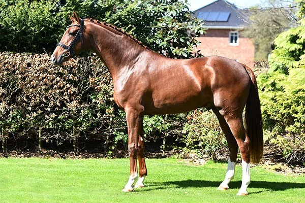 Blue hors Zatchmo, godkänd hingst e. Blue Hors Zack u. Jazz Primeras moster Fiesta`s Girl, helsyster till Don Schufro