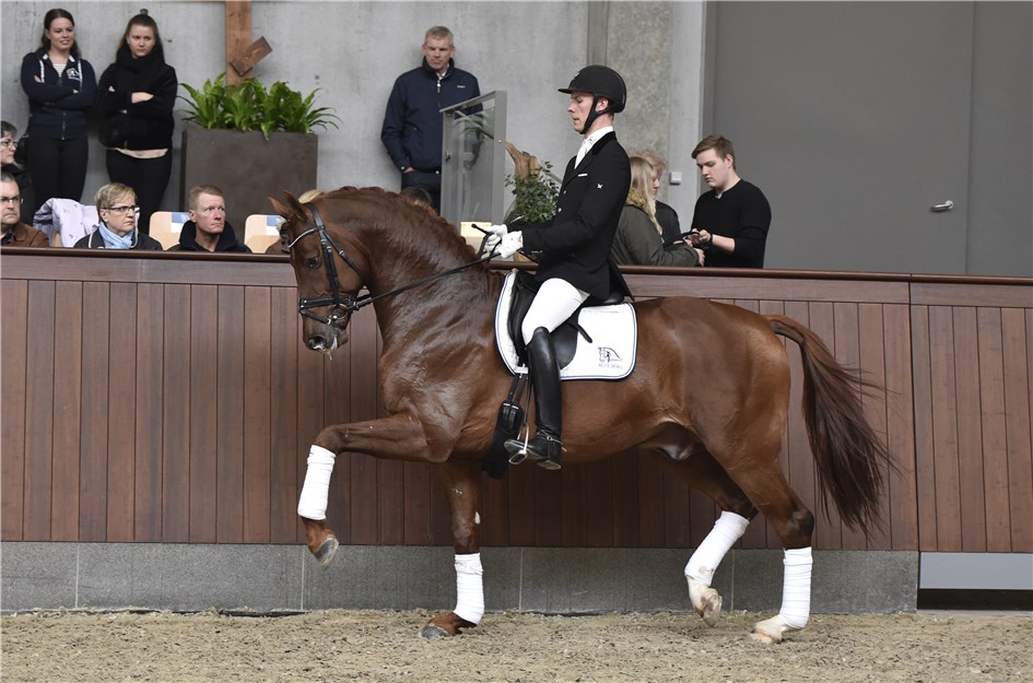 Blue Hors Veneziano godkänd hingst e. Vivaldi u. Fabina, helsyster till Don Schufro