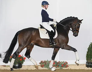 Blue Hors Rudisha godkänd hingst e. Romanov u. Fiesta Girl, helsyster till Don Schufro som såldes för över 500 000 kr på Brightwells Auction 2014.