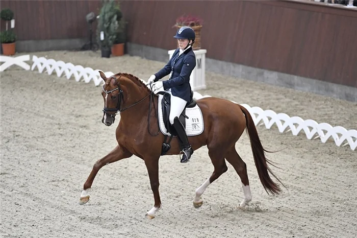 Blue Hors Zirrus godkänd hingst e. Blue Hors Zack u. Fiesta Girl, helsyster till Don Schufro
