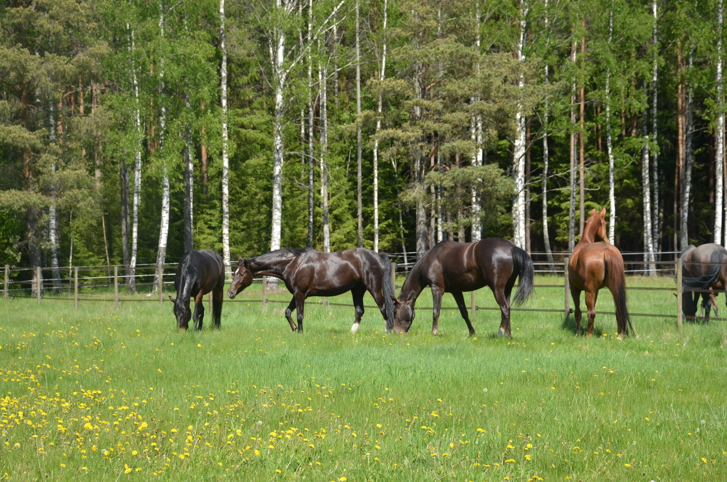 Fatilia, Jazz Primera, Jazzmina och Dr Primera