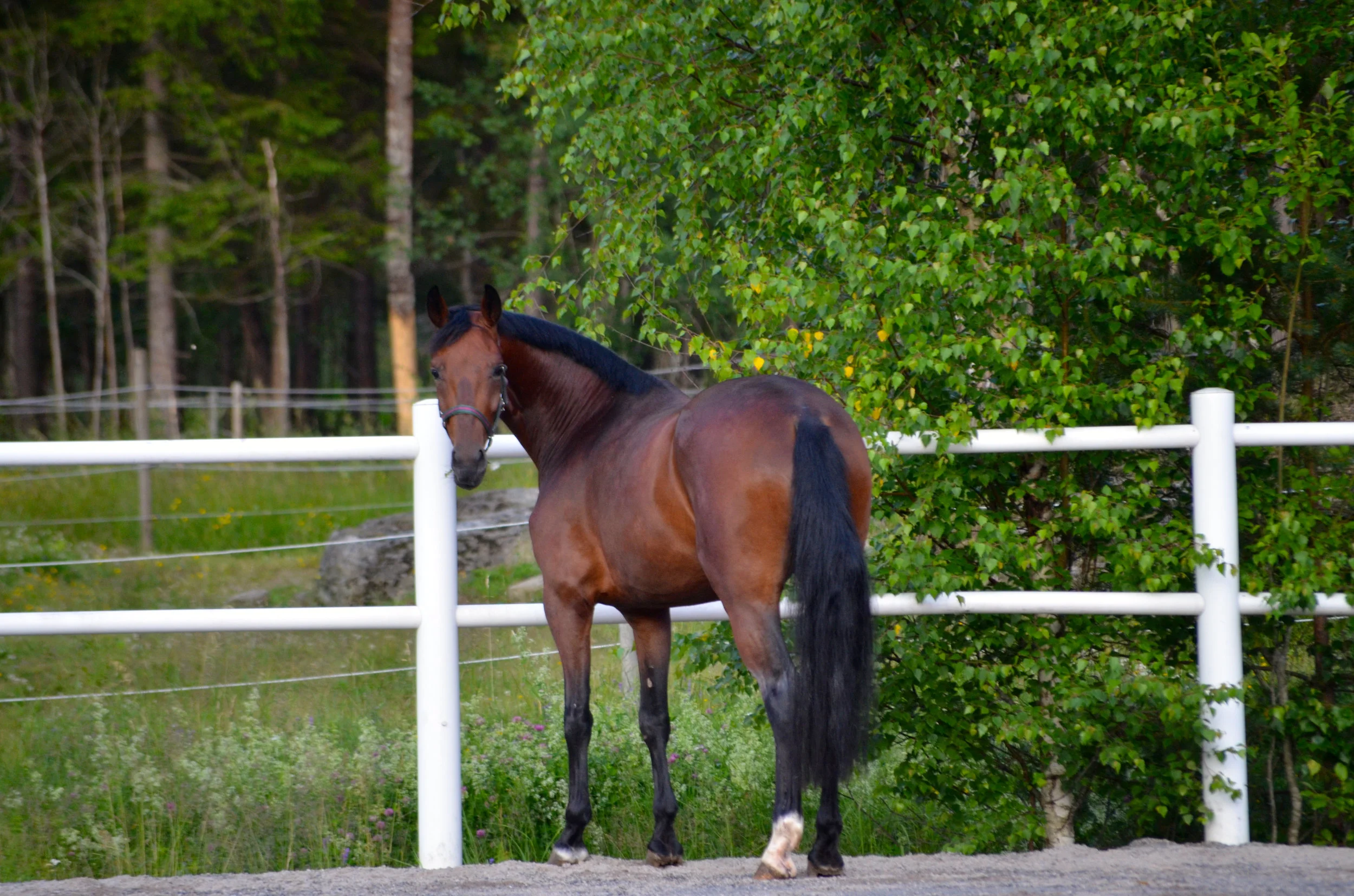 DSC_4243.profil.jpg