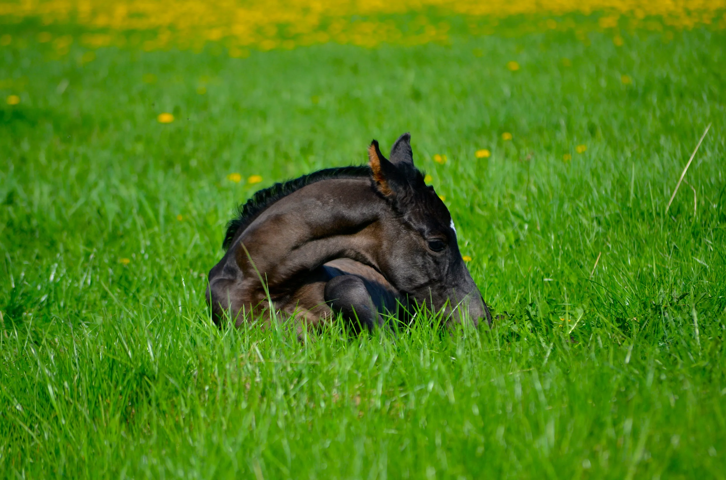 DSC_30082.jpg