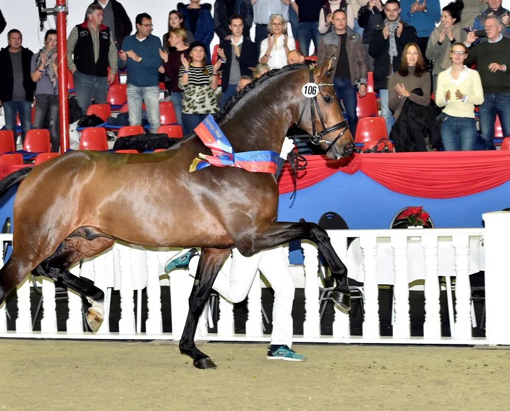 Blue Hors Zackerey