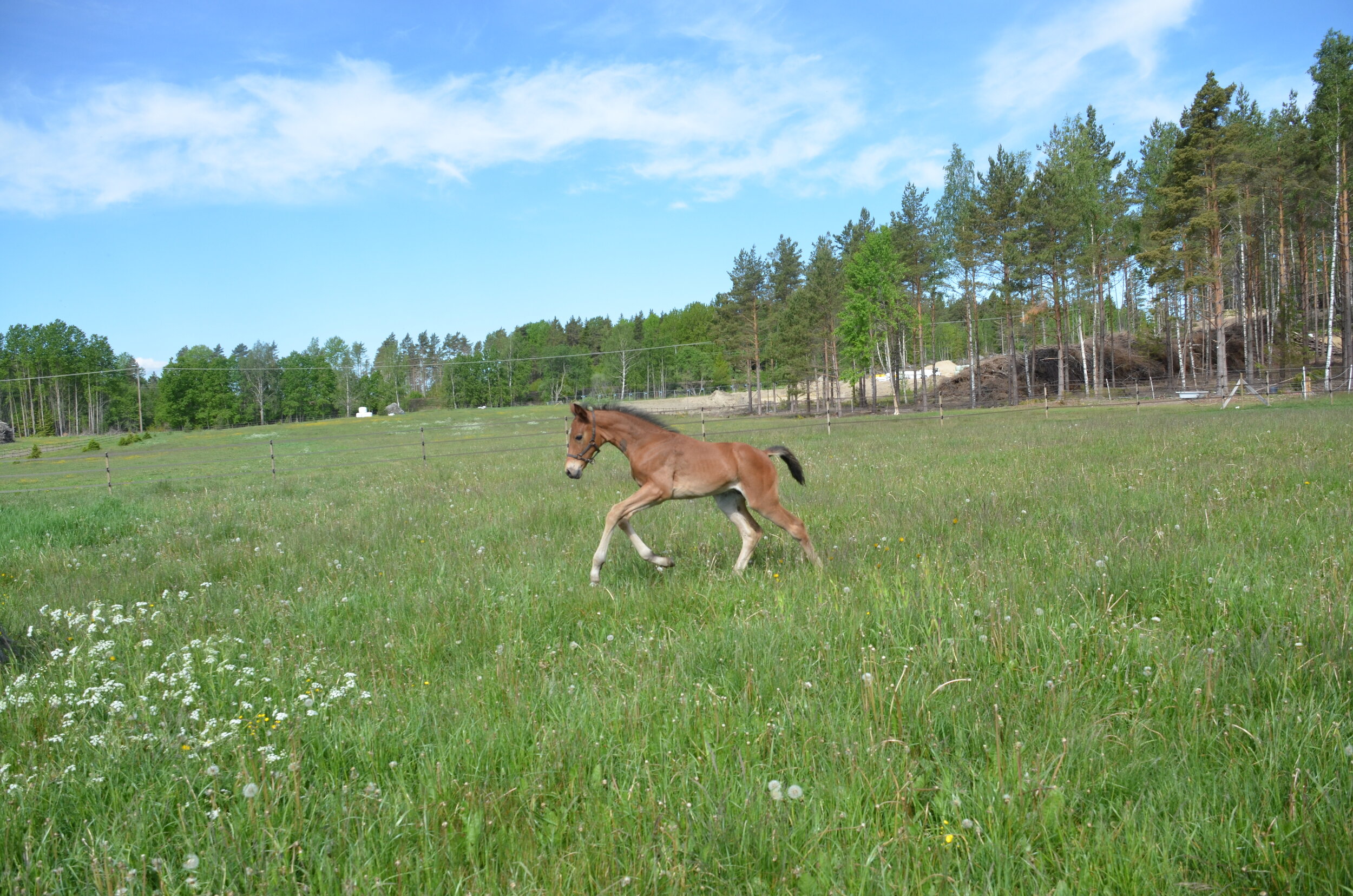 DSC_0196.jpg