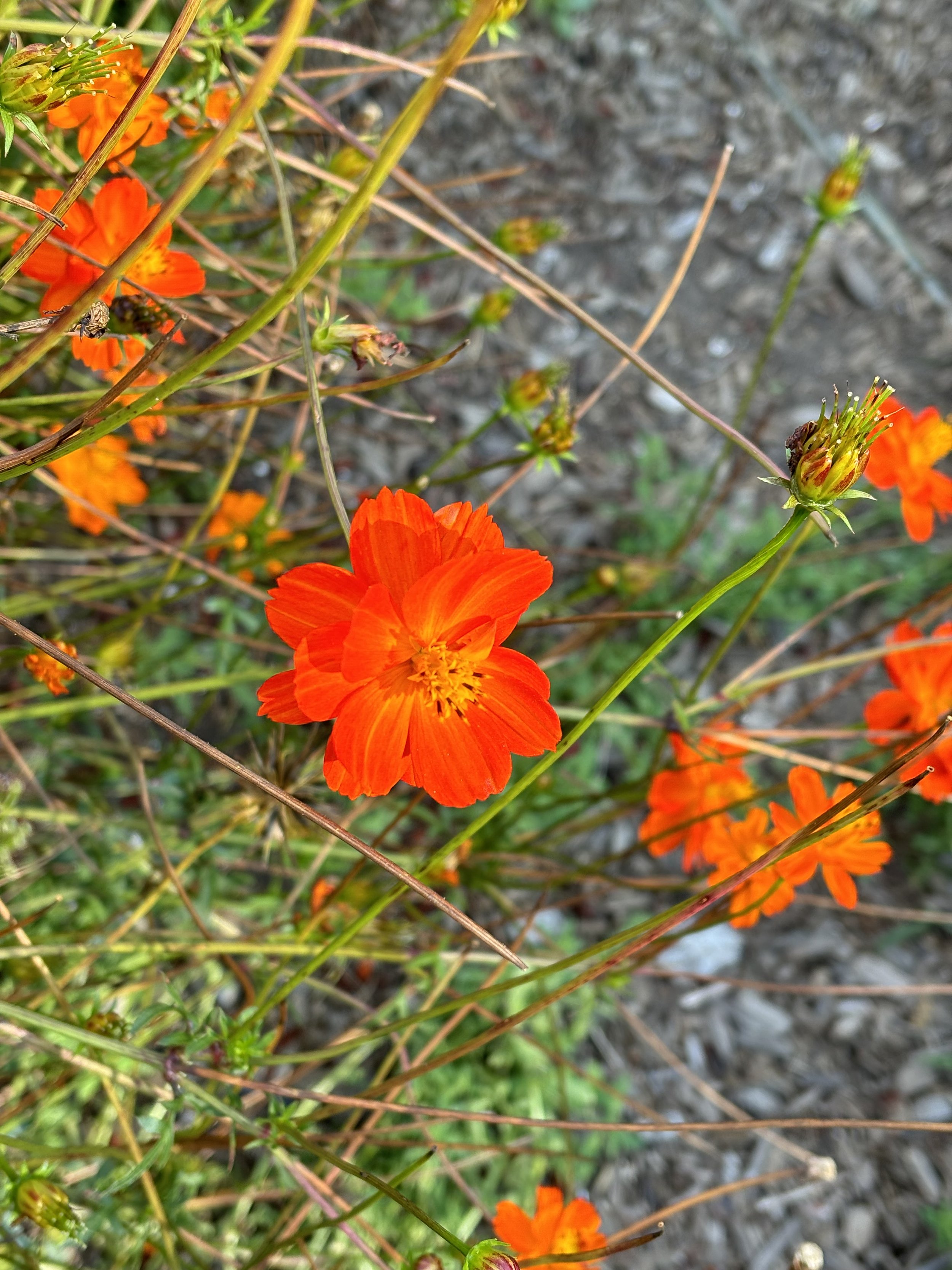 IMG_6452.jpeg