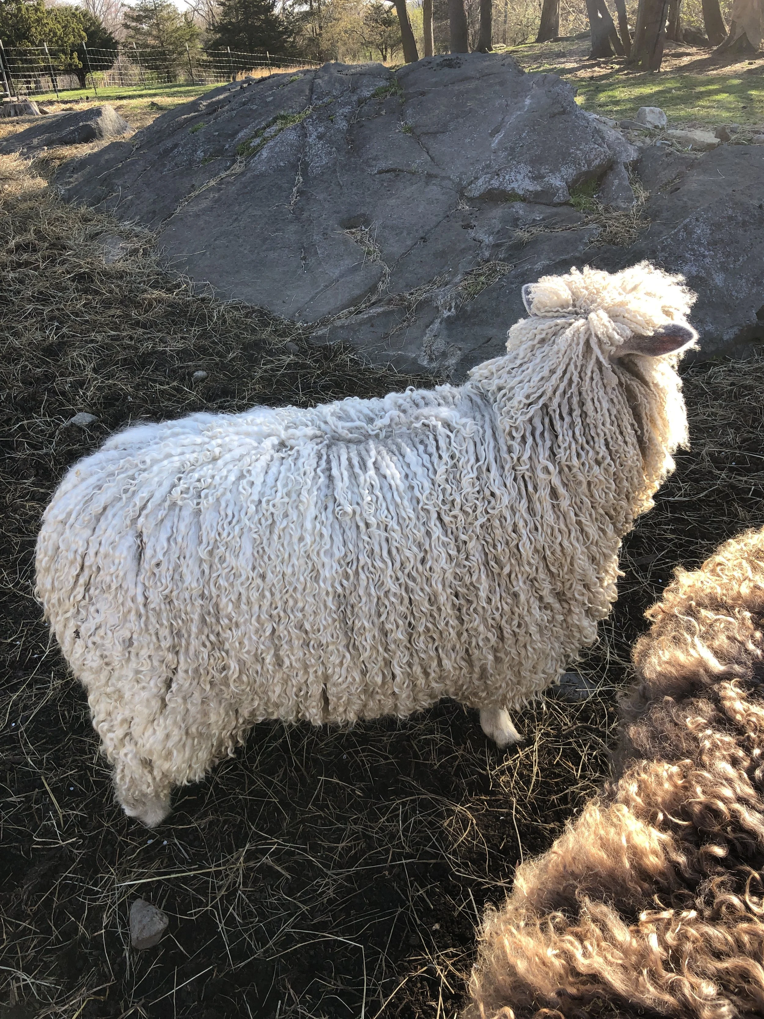HURRICANE HILL SHEARING DAY 