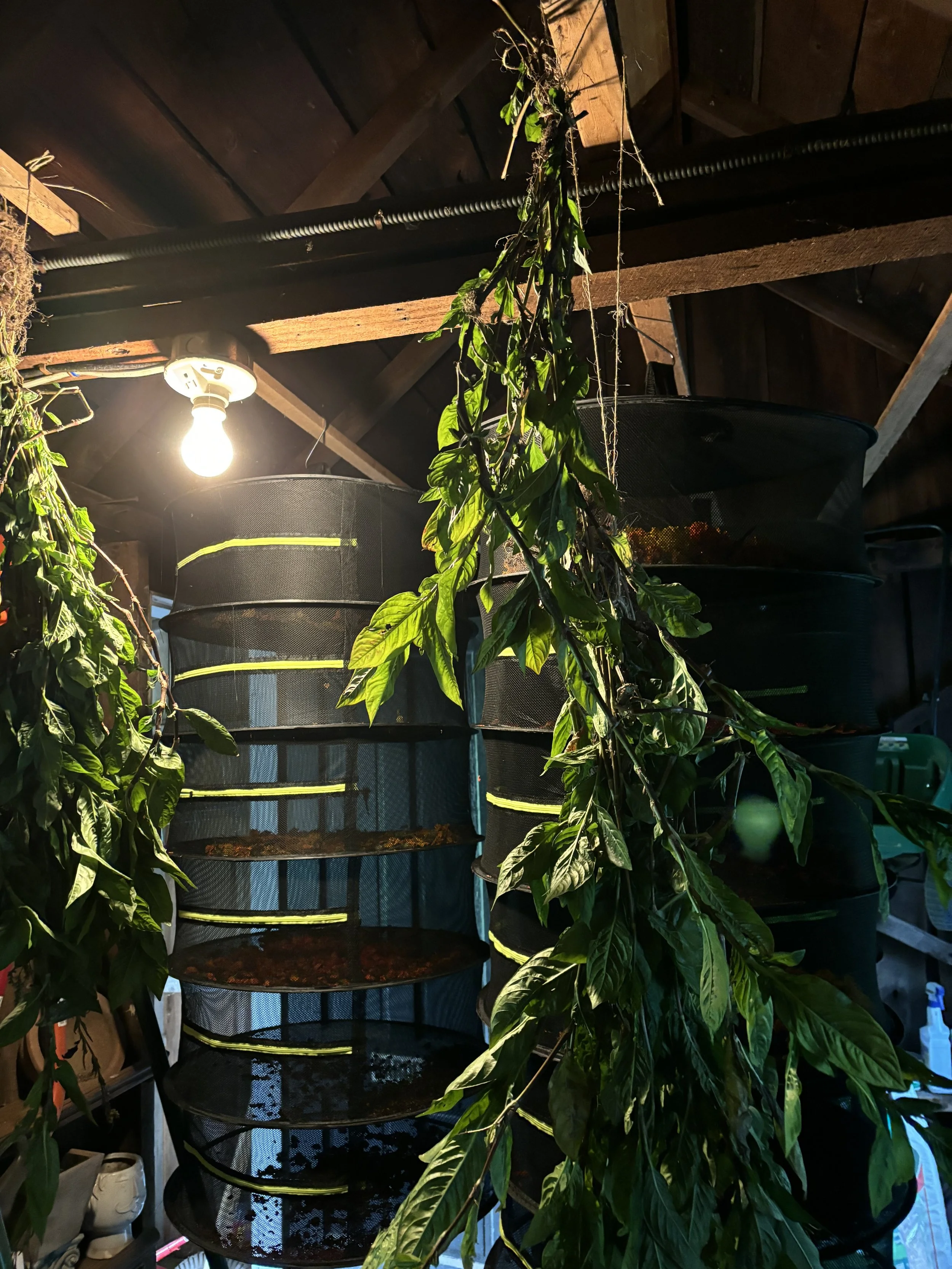 INDIGO, dried leaf, amount and pricing by request