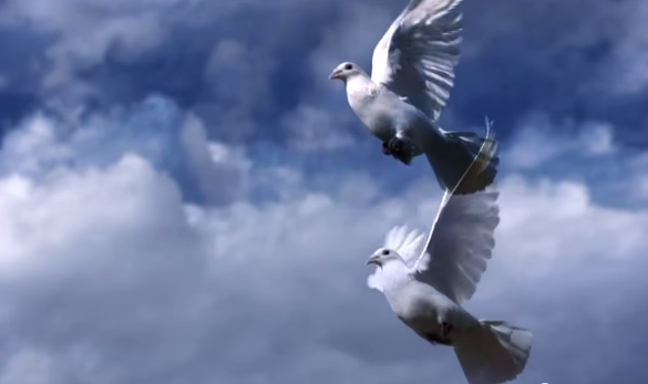 What UCEC Can Learn from Boeing and Birds