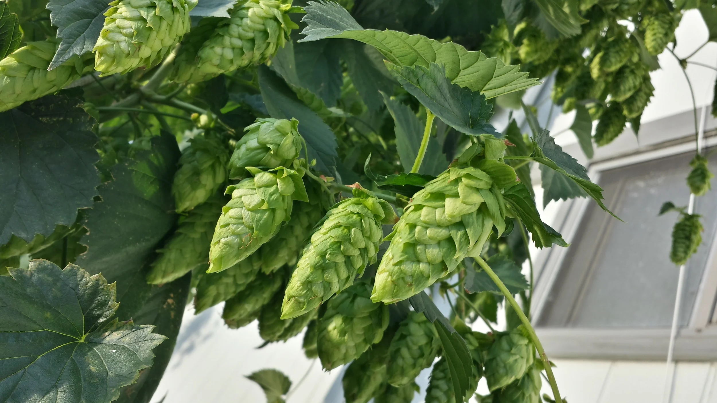 What Craft Brewing and Panel Construction Have in Common