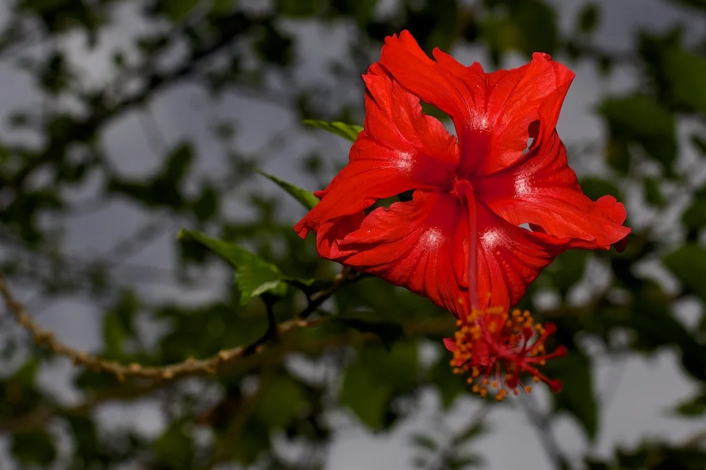 Red Hibiscus