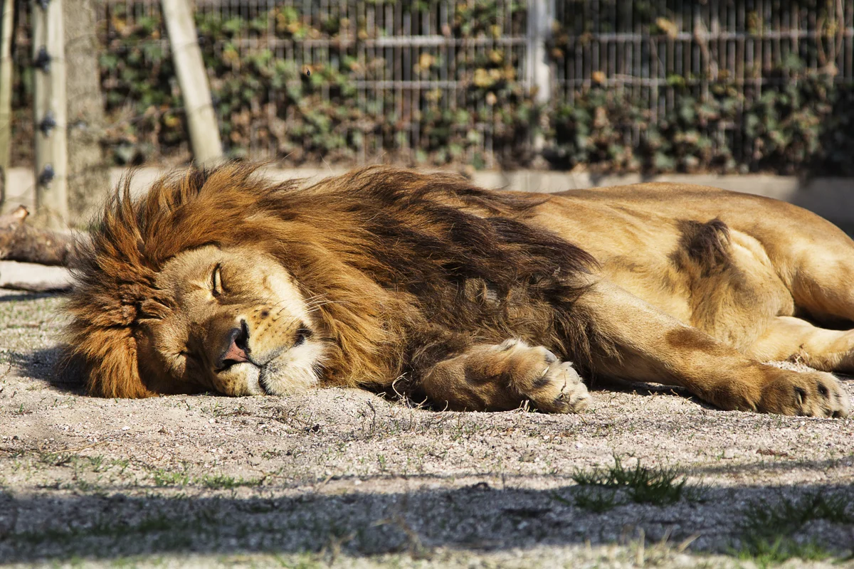 Business Considerations of Retrofitting True DAM Functionality into Live AEM Sites Deployment