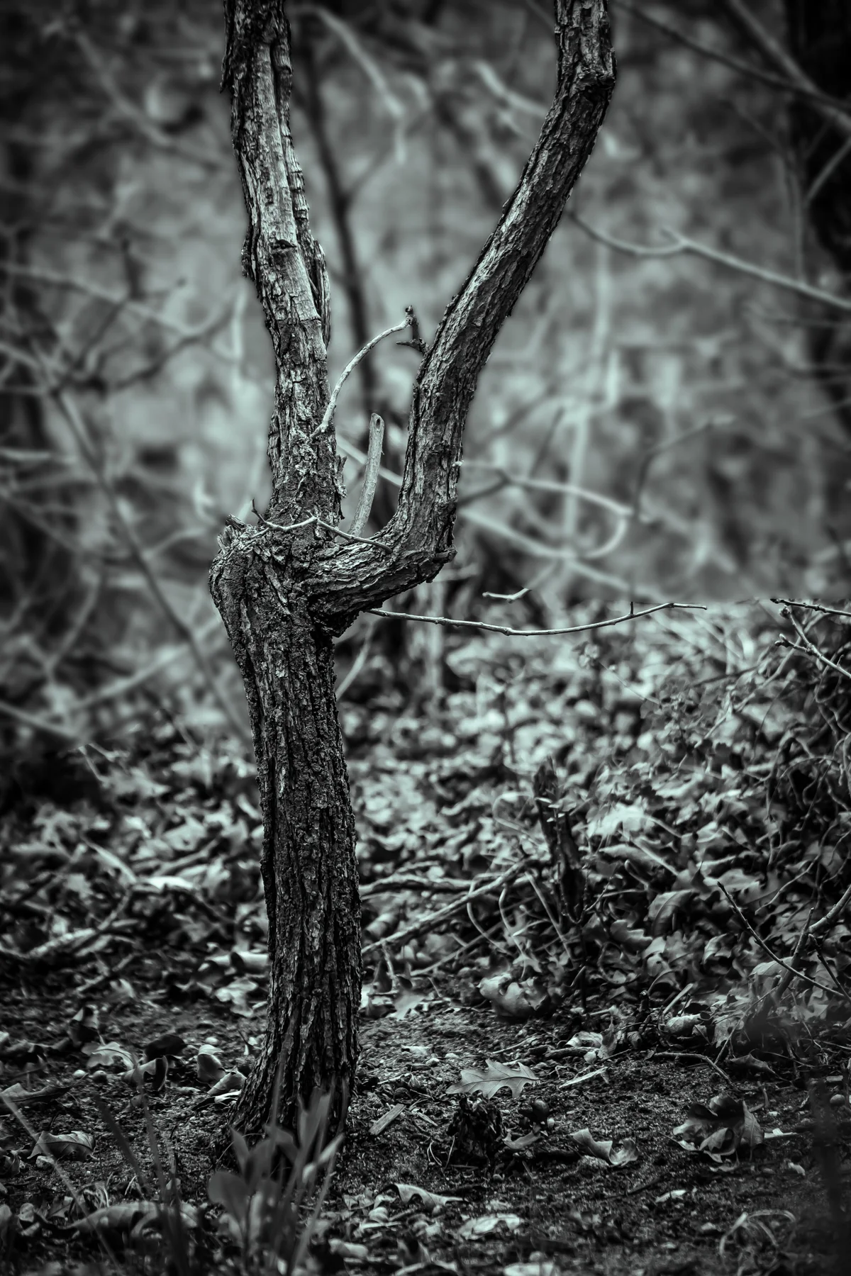 shrubs.jpg