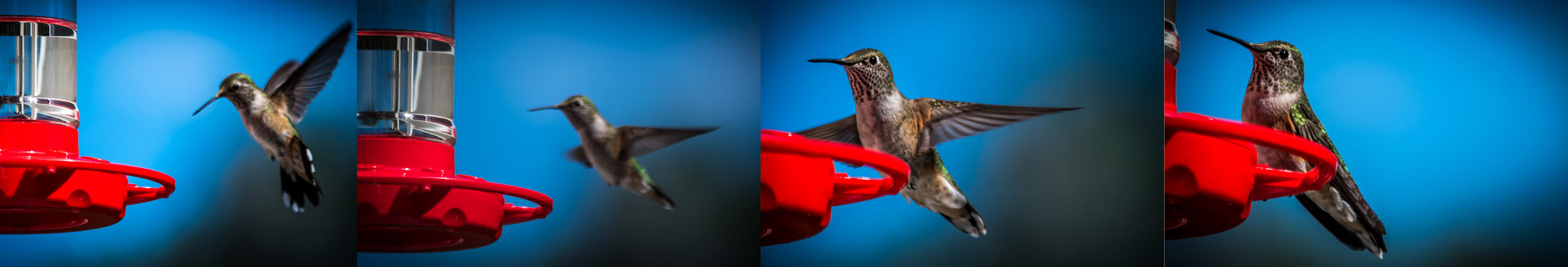 Humming_Bird.jpg