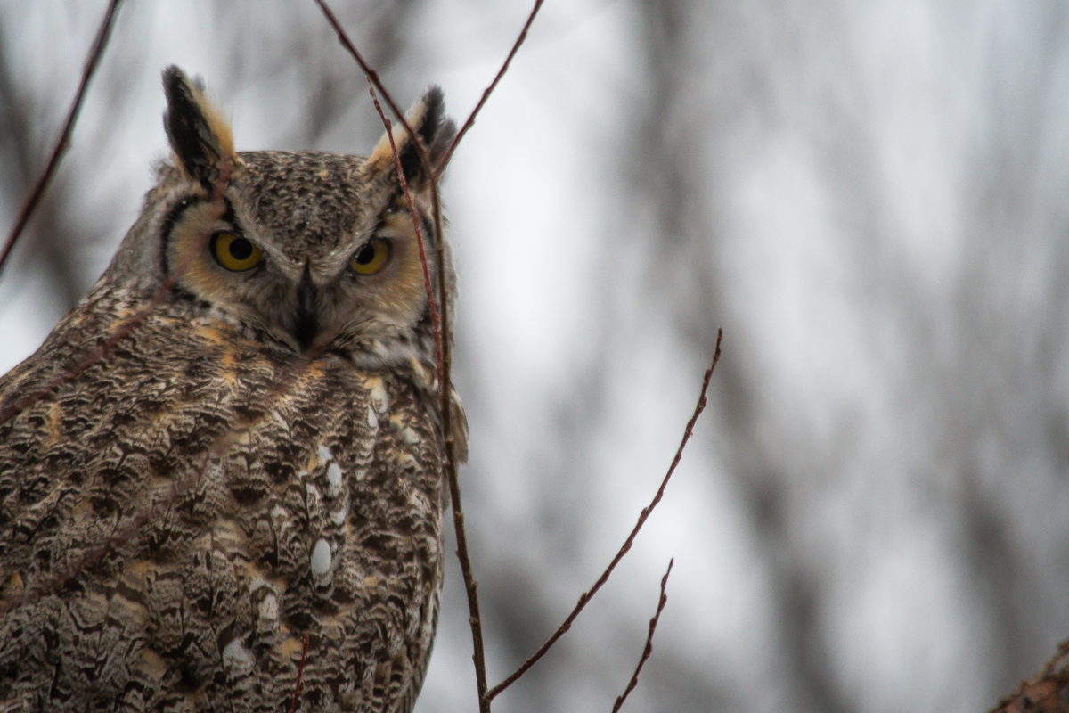 DSC_6129-2.jpg