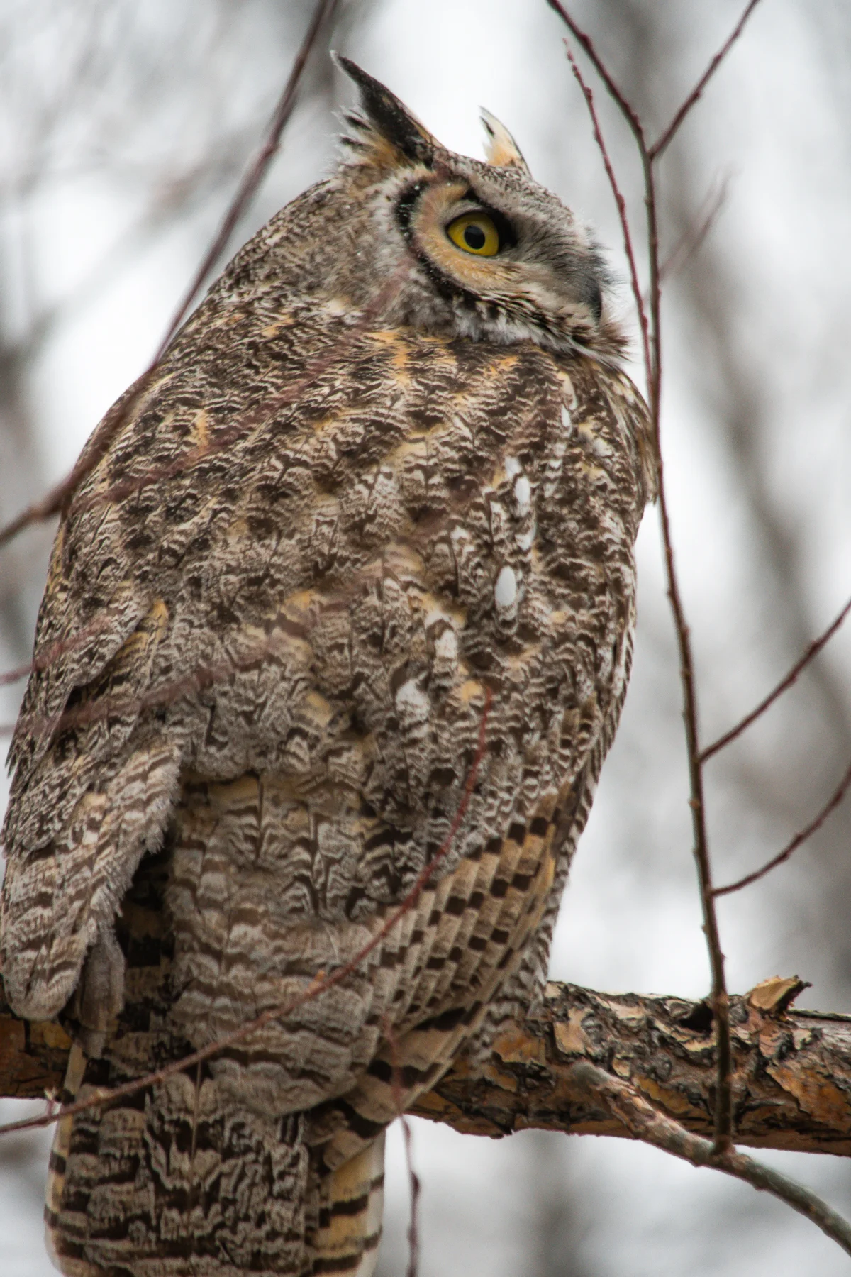 DSC_6127-2.jpg