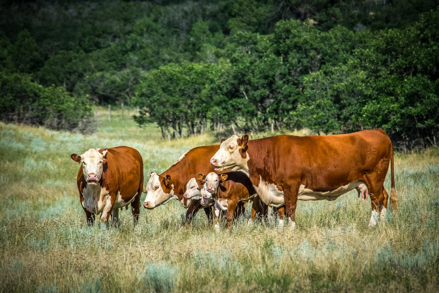 3676 S Perry Park Rd Sedalia-large-003-003-Cows-1500x1000-72dpi.jpg