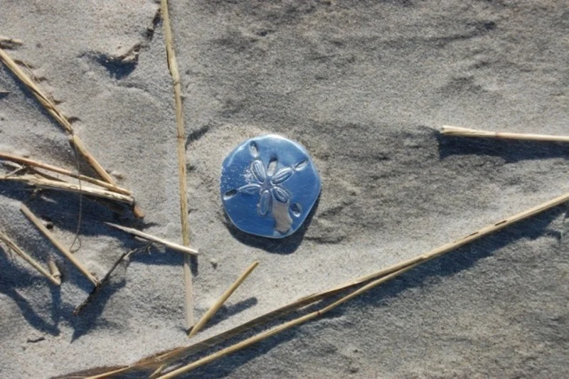 Dotted with treasure: Sand dollars on Crane Beach make beach-goers, businesses winners.
