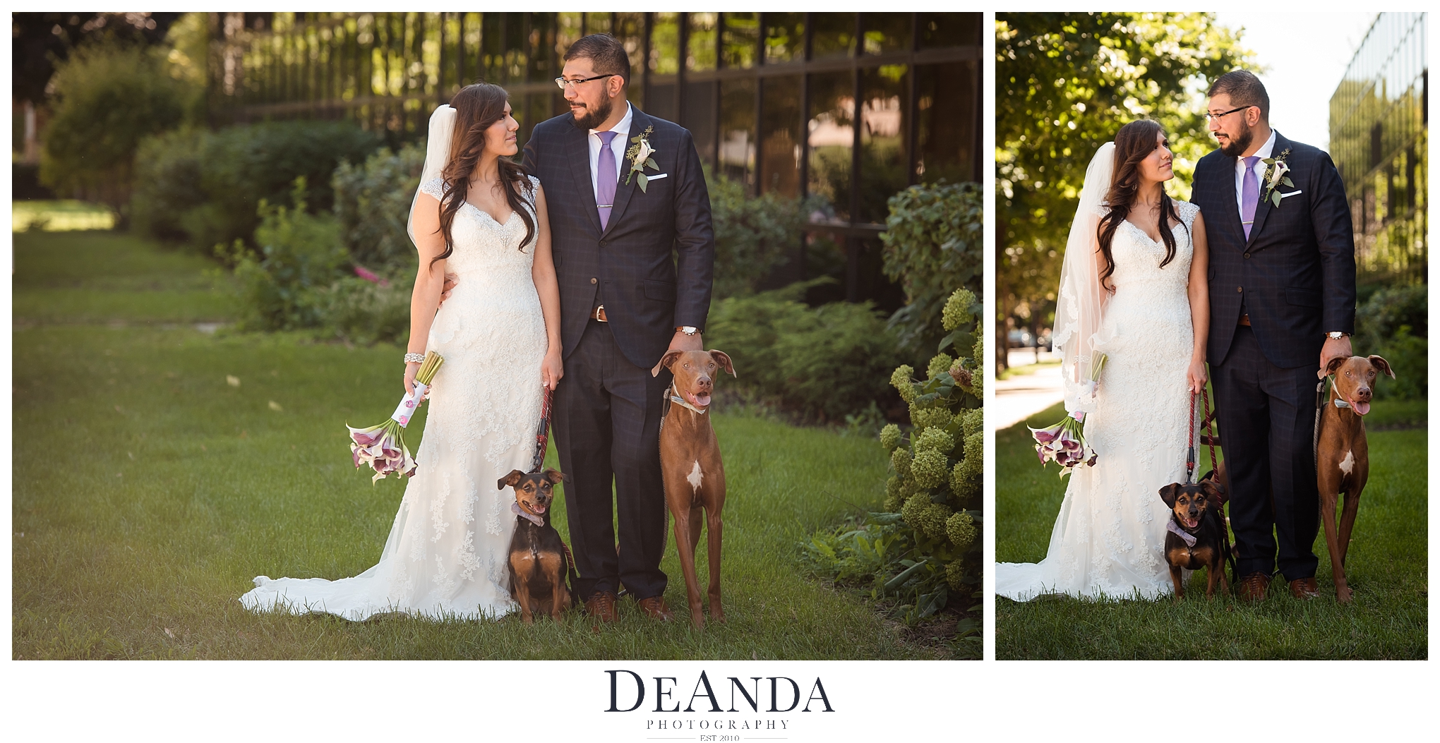 married wedding couple with two dogs