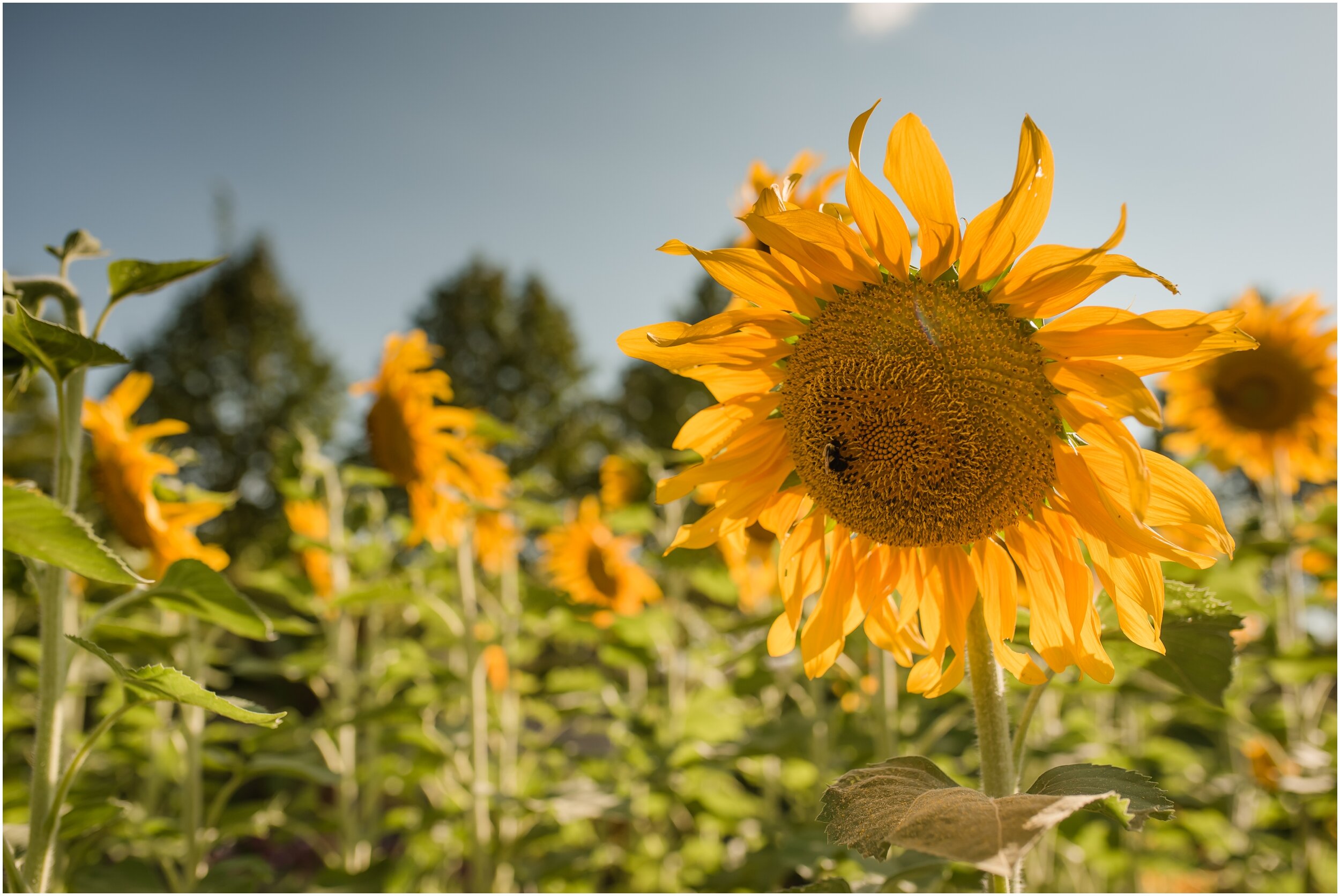 Sunflower at cantigny park