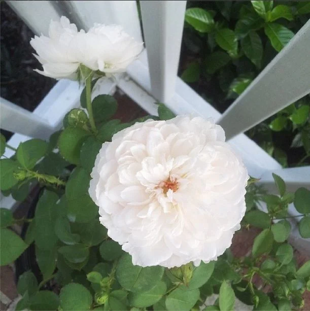 My new David Austin rose bushes starting to bloom