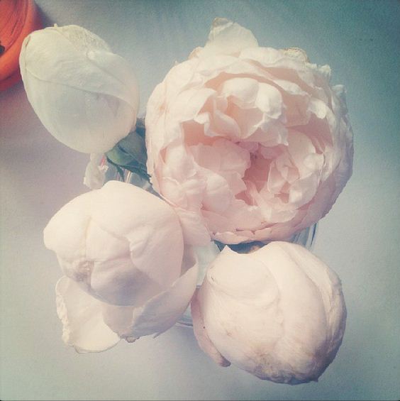 The last of my roses this year