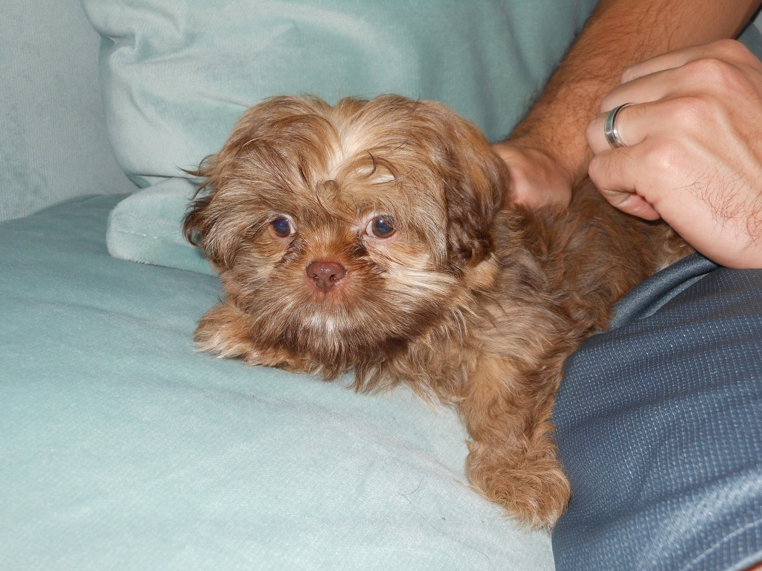 When we first brought our dog, Lola, home