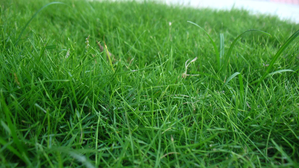 Grass.jpeg