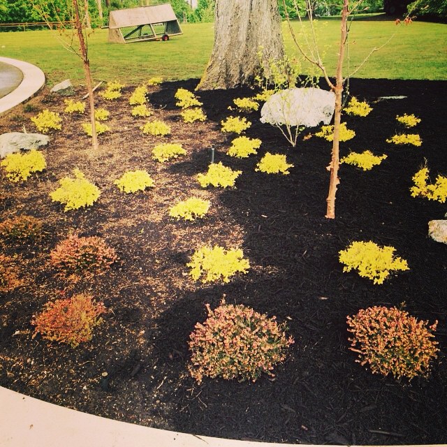 A little freshen up half way through. A great time for mulching! #yyjgardening