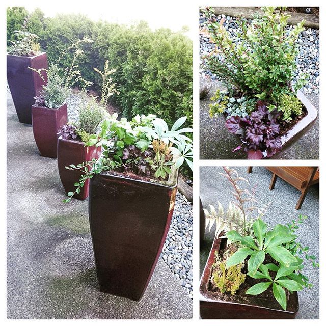 Some lovely planters that one of our designers did up for a client last week. We love the diversity in the plantings and can add another happy client to the list π·πΏπΈπΎ
