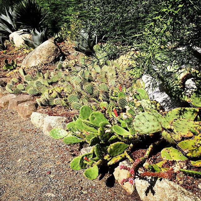 Cacti at #thebutchartgardens