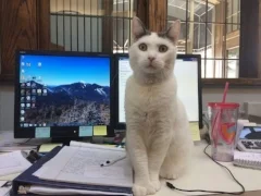 Penny Lane Chief Philanthro-Paw Officer