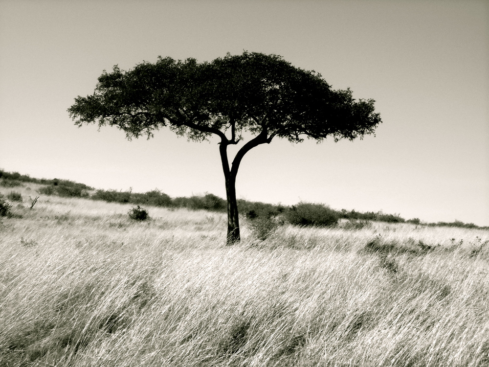 Marula Tree