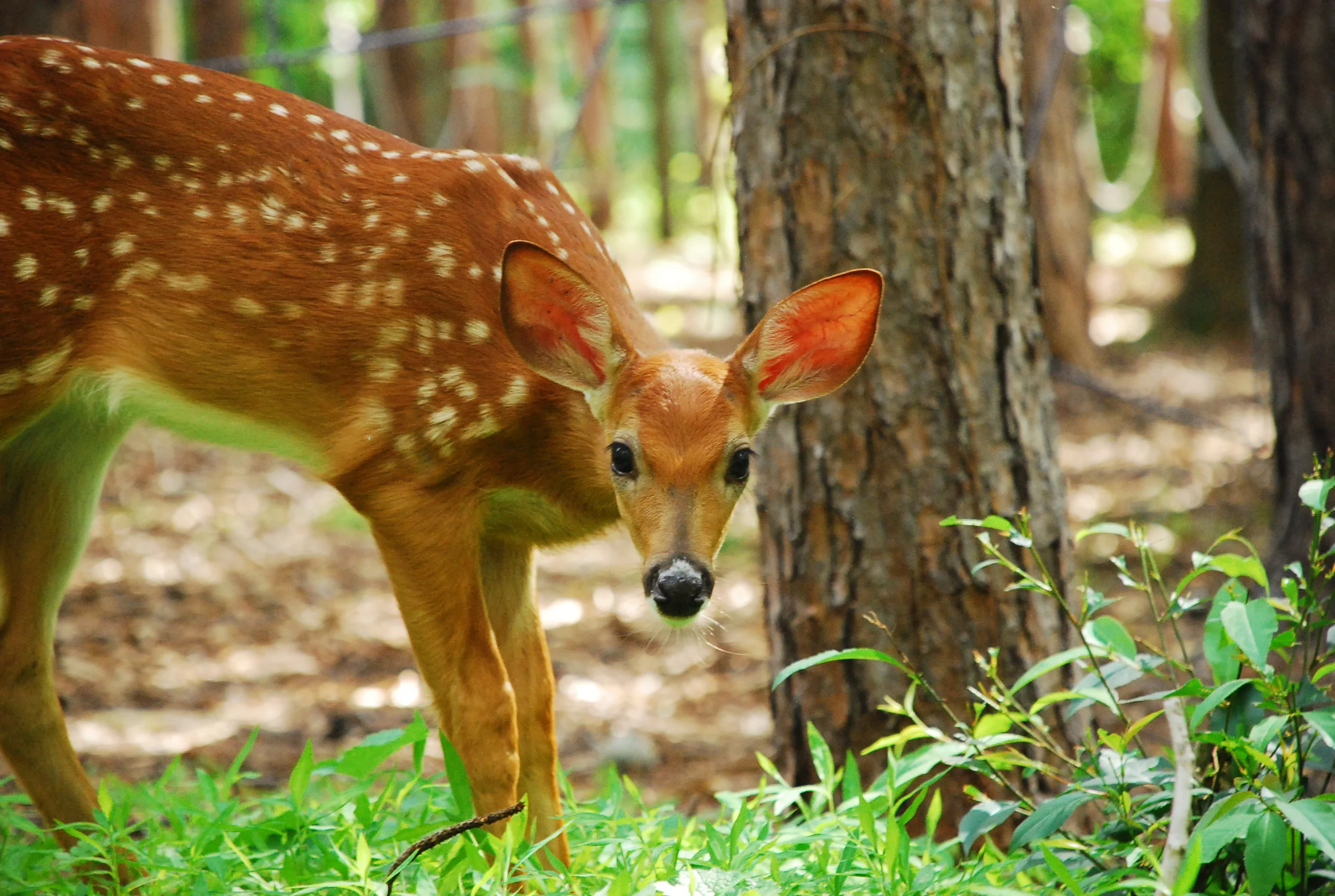 DSC_0074.JPG