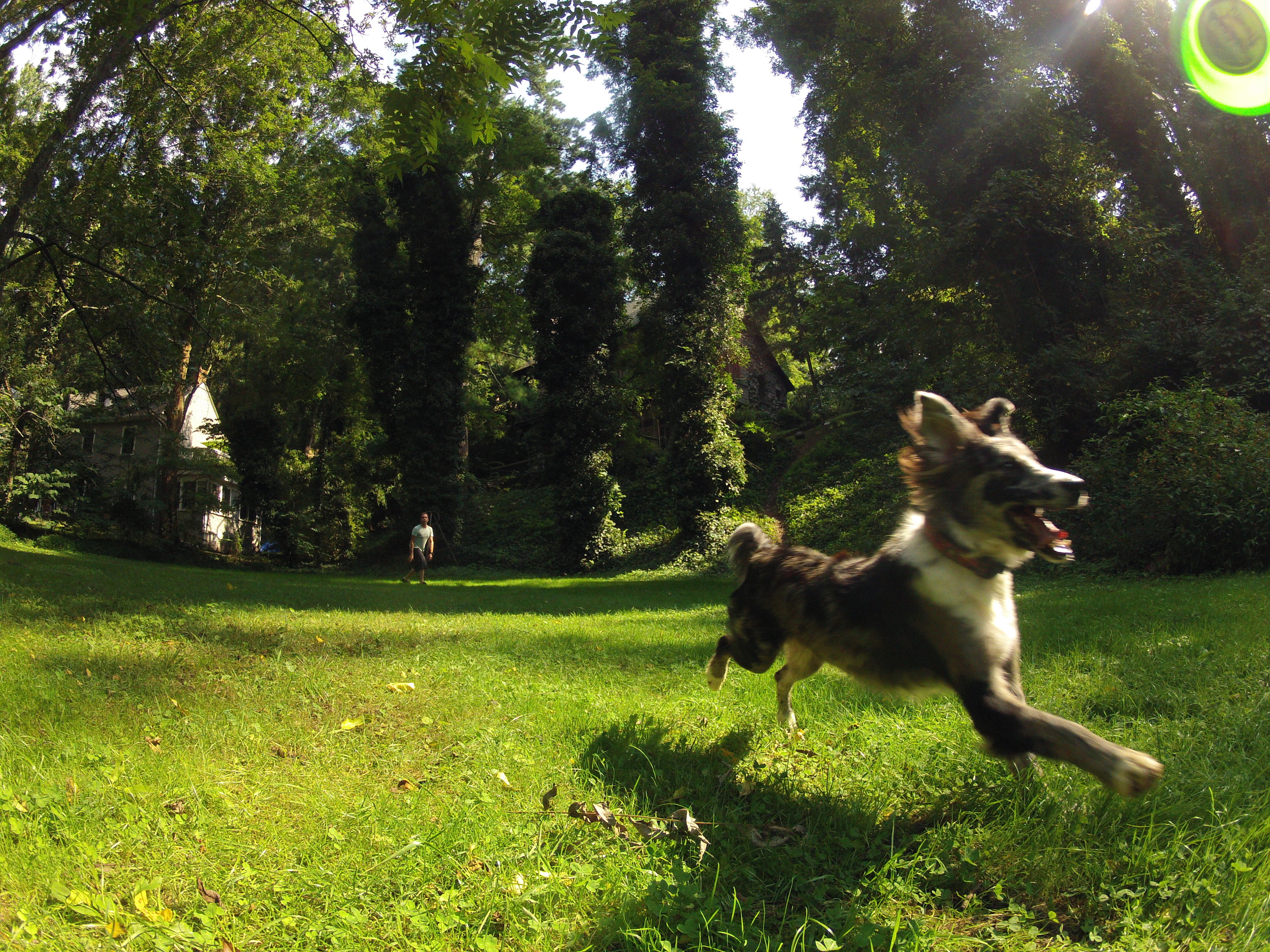 Asheville Frisbee dog. 