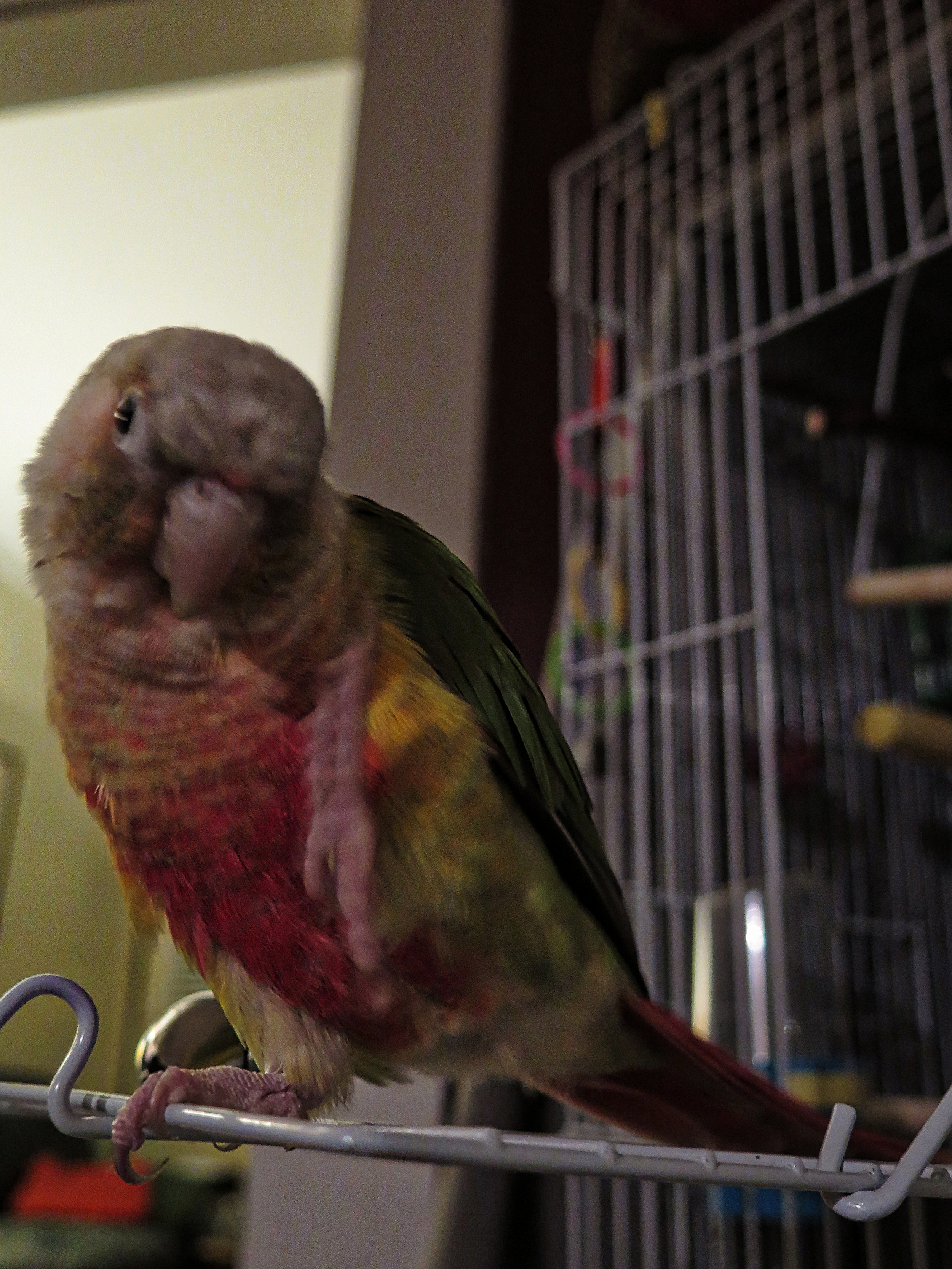2:7:14 birdbest.jpeg