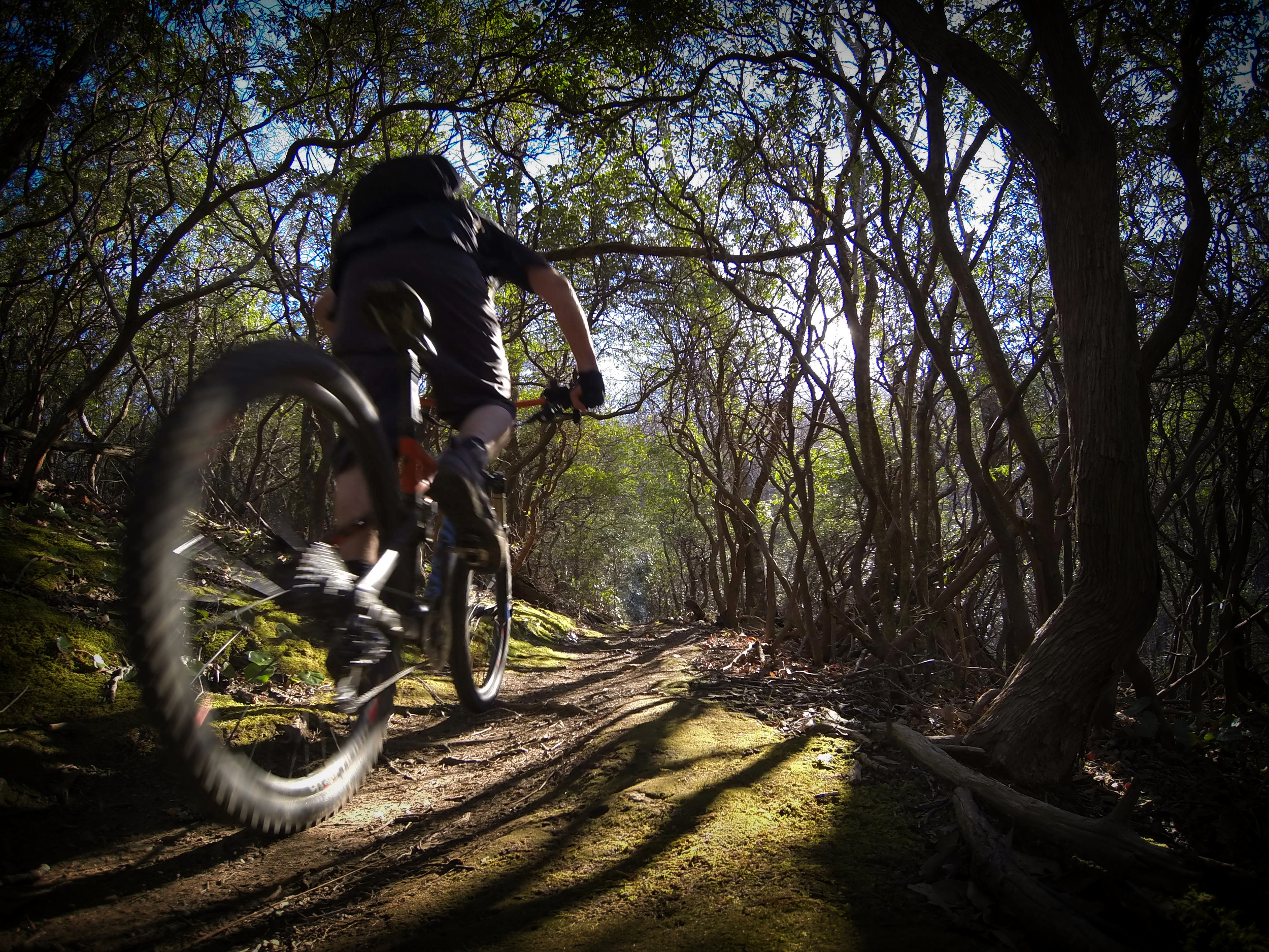 squirrel gap