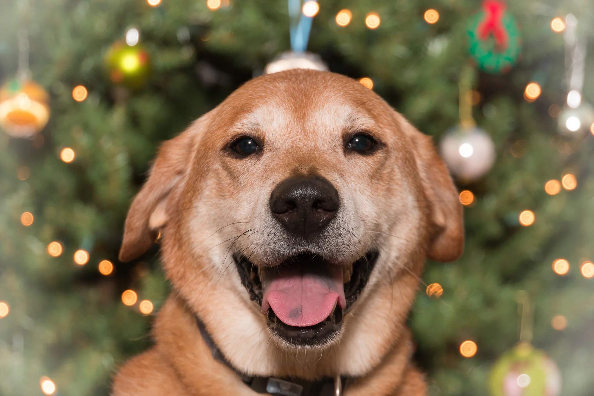 pets-8.jpg