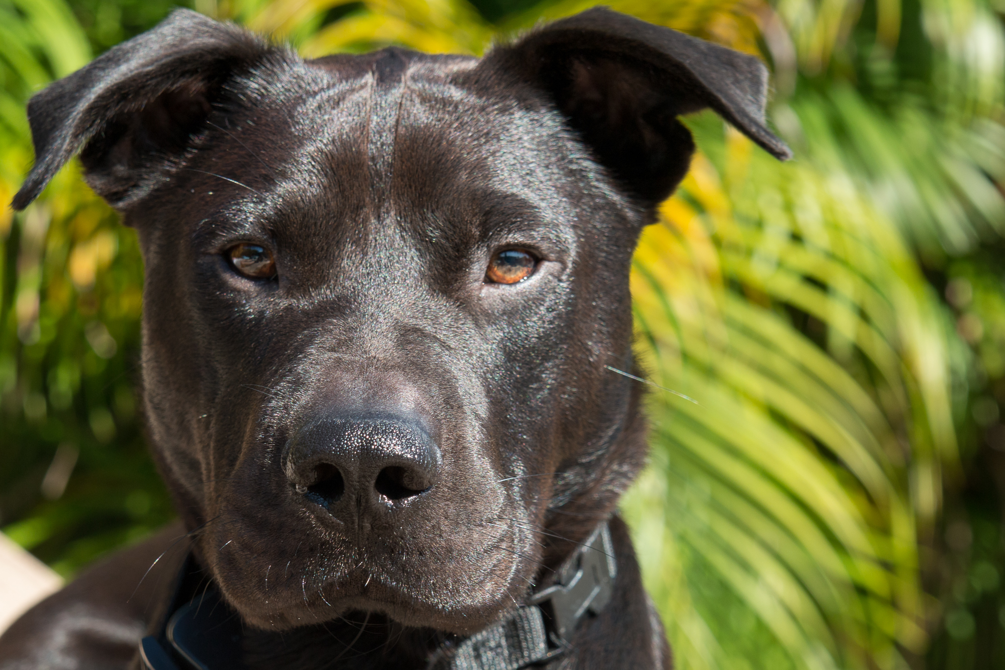 pets-10.jpg