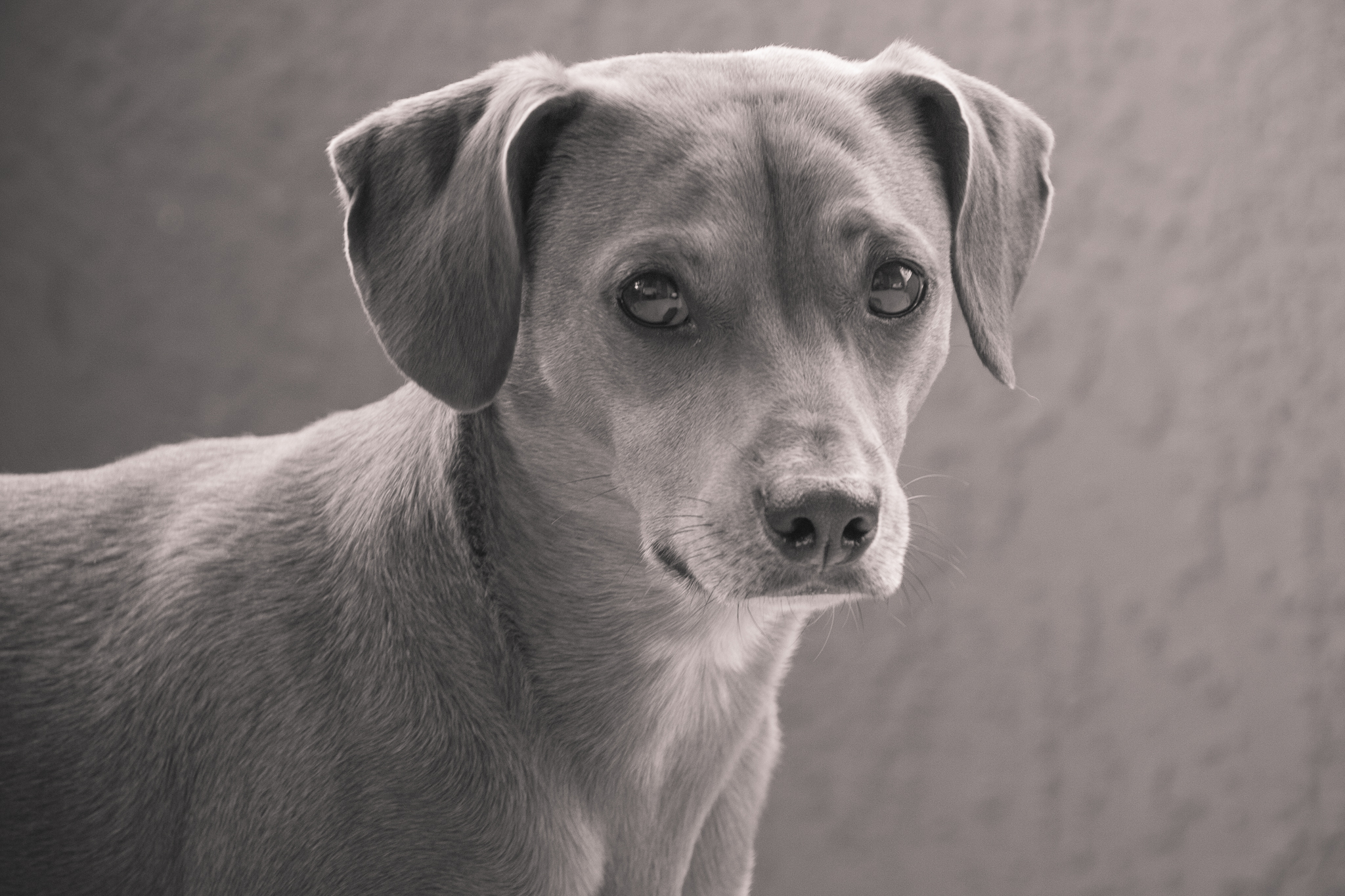 pets-11-2.jpg