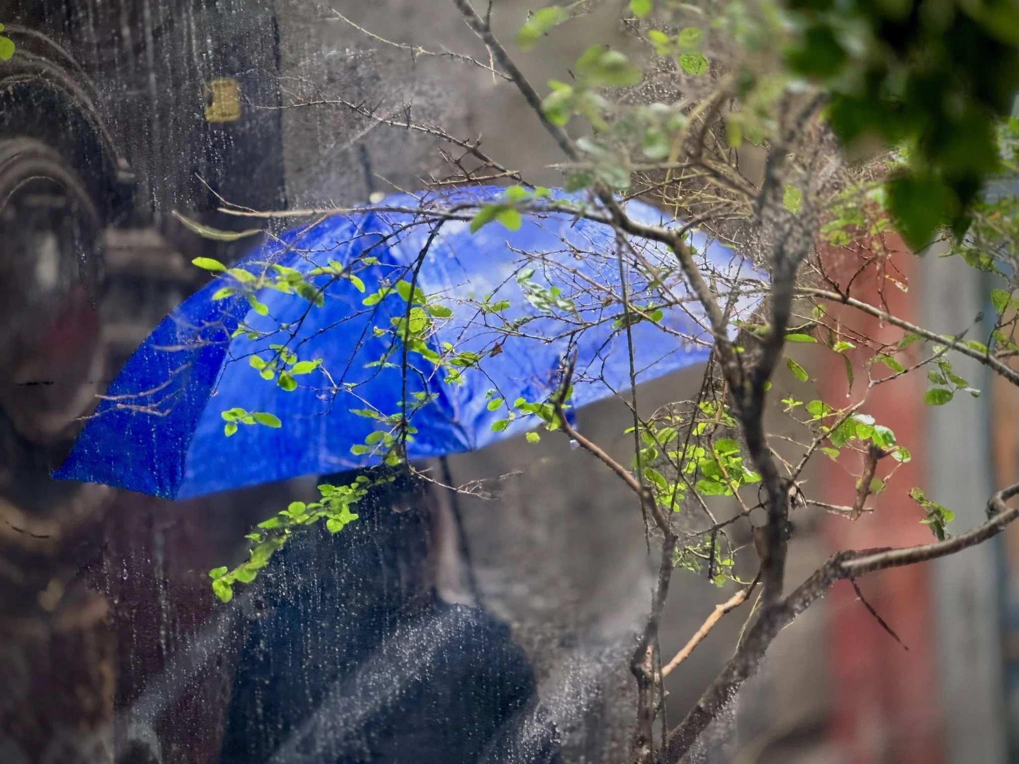 Umbrella Naples Nov 23  1.jpeg