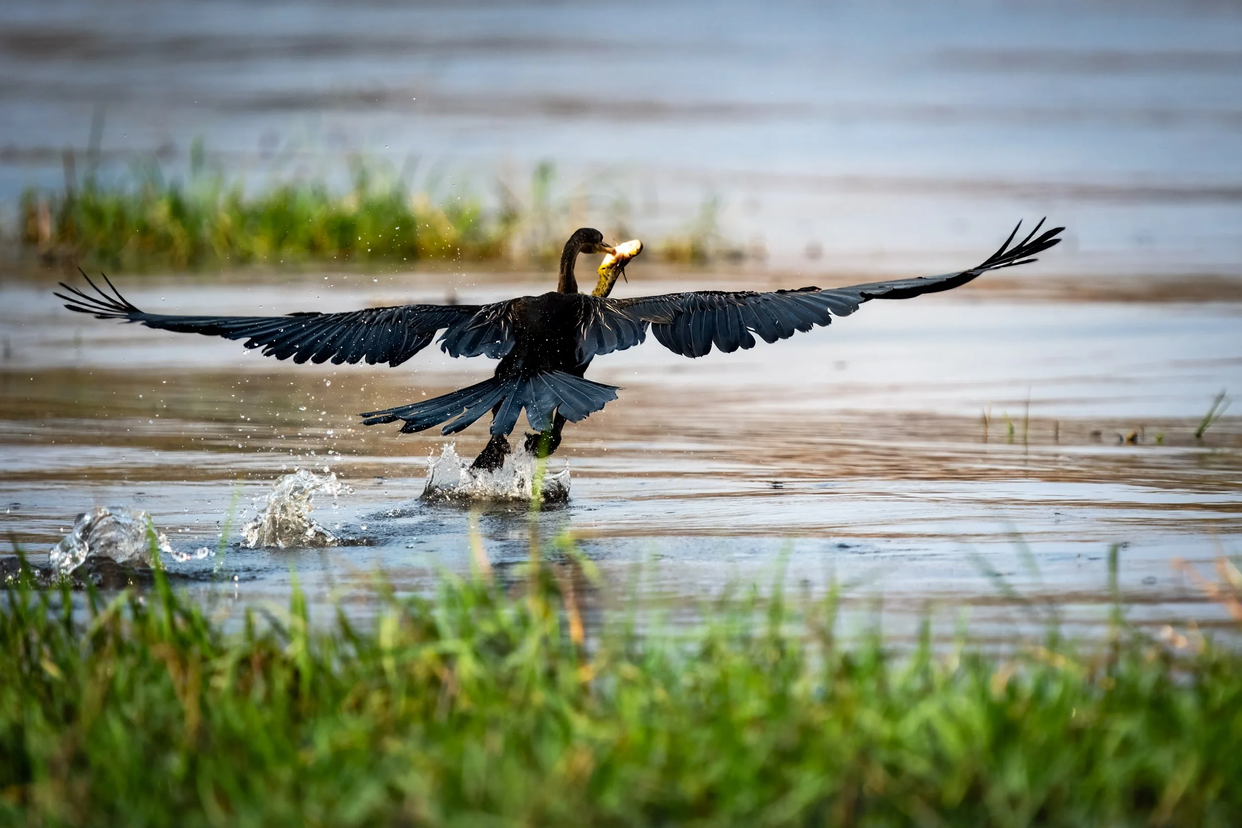 Chobe Lodge - 09062025 - 07309-2.jpg