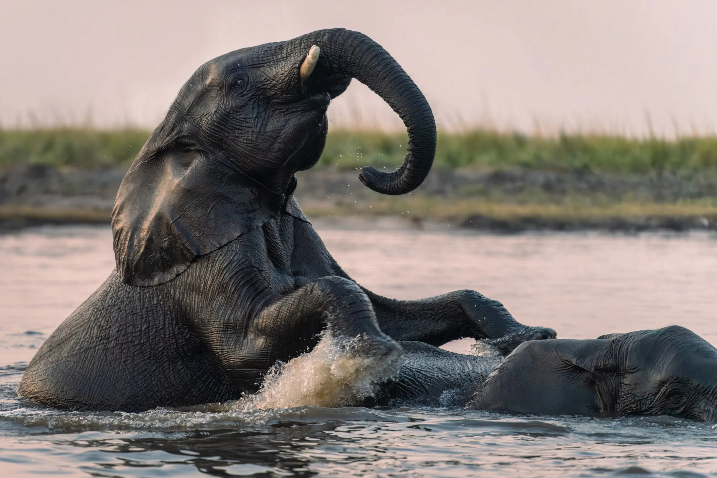 Chobe Lodge - 09062025 - 08860-2.jpg