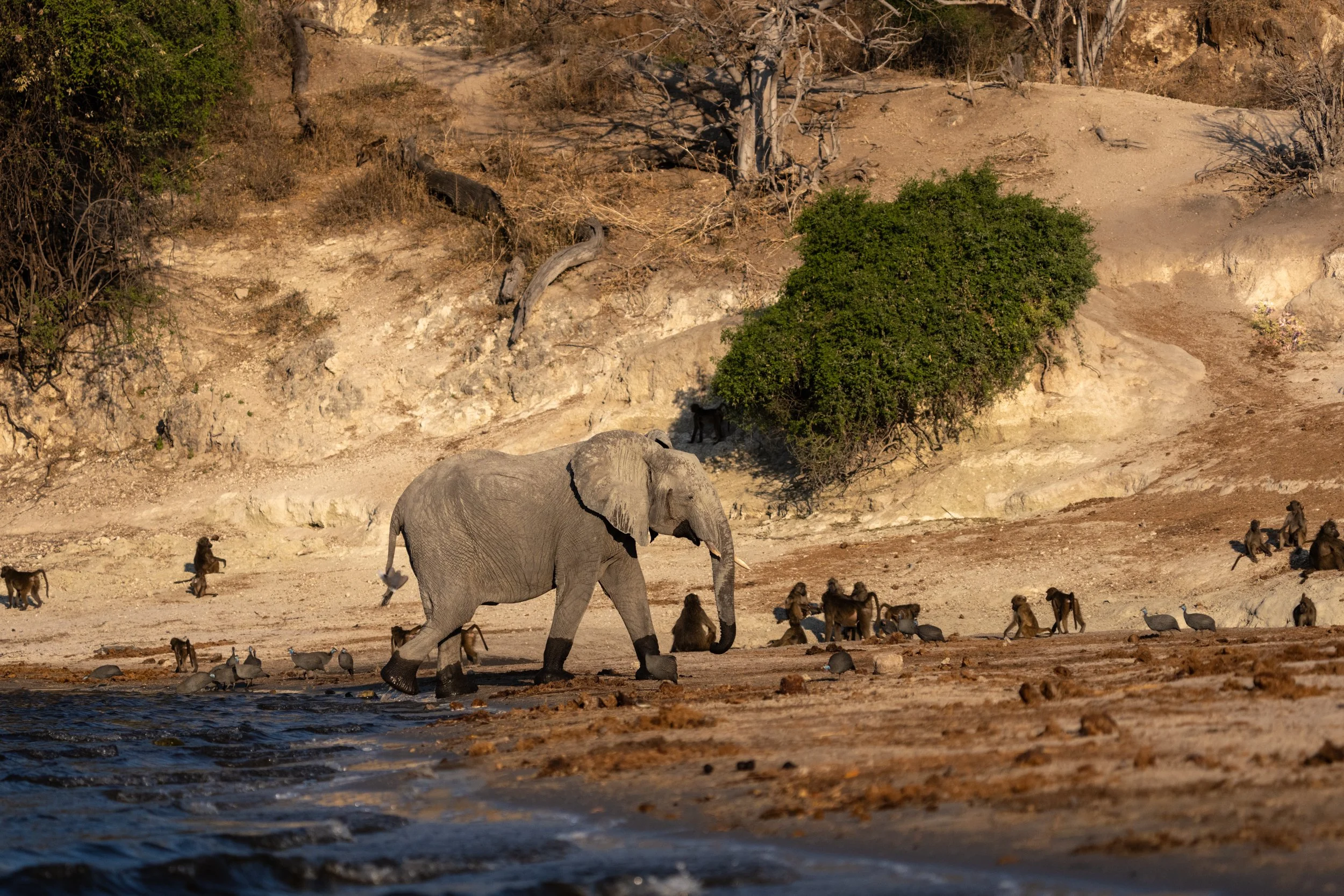 Chobe River - 09032025 - 06316.jpg