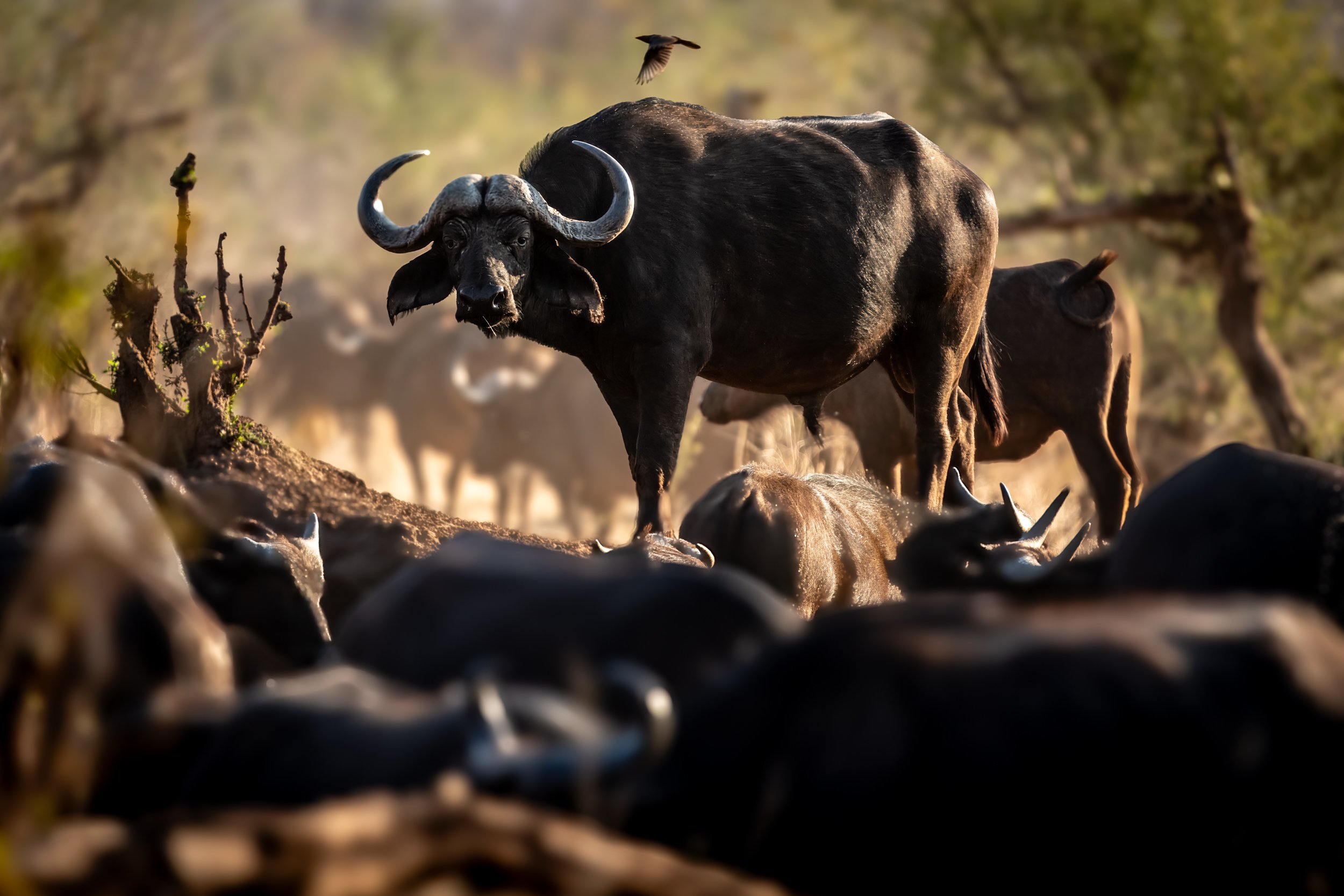 Zambezi National Park- 08302025 - 01220-2.jpg