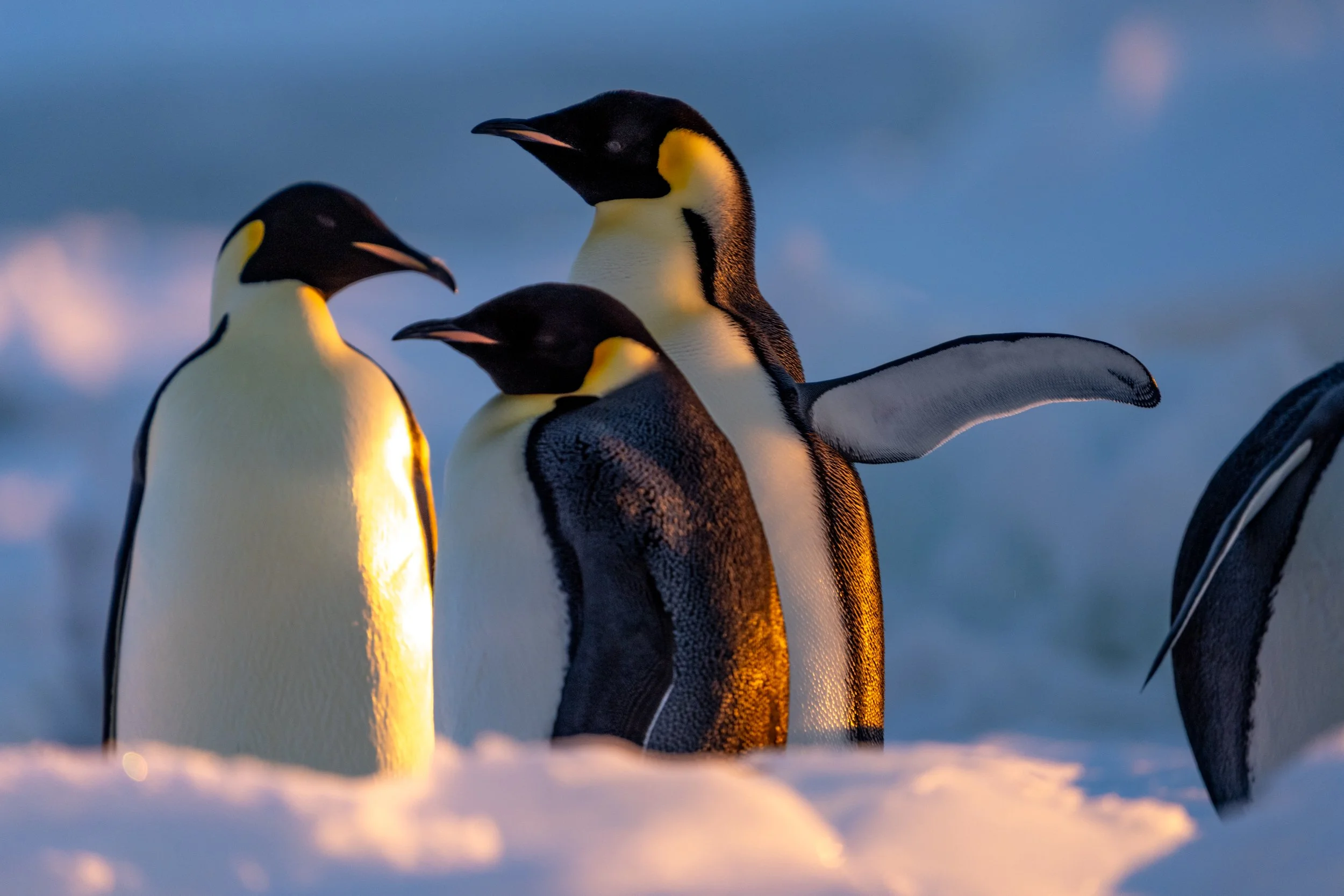 Weddell Sea - 20250223 - 01390.jpg