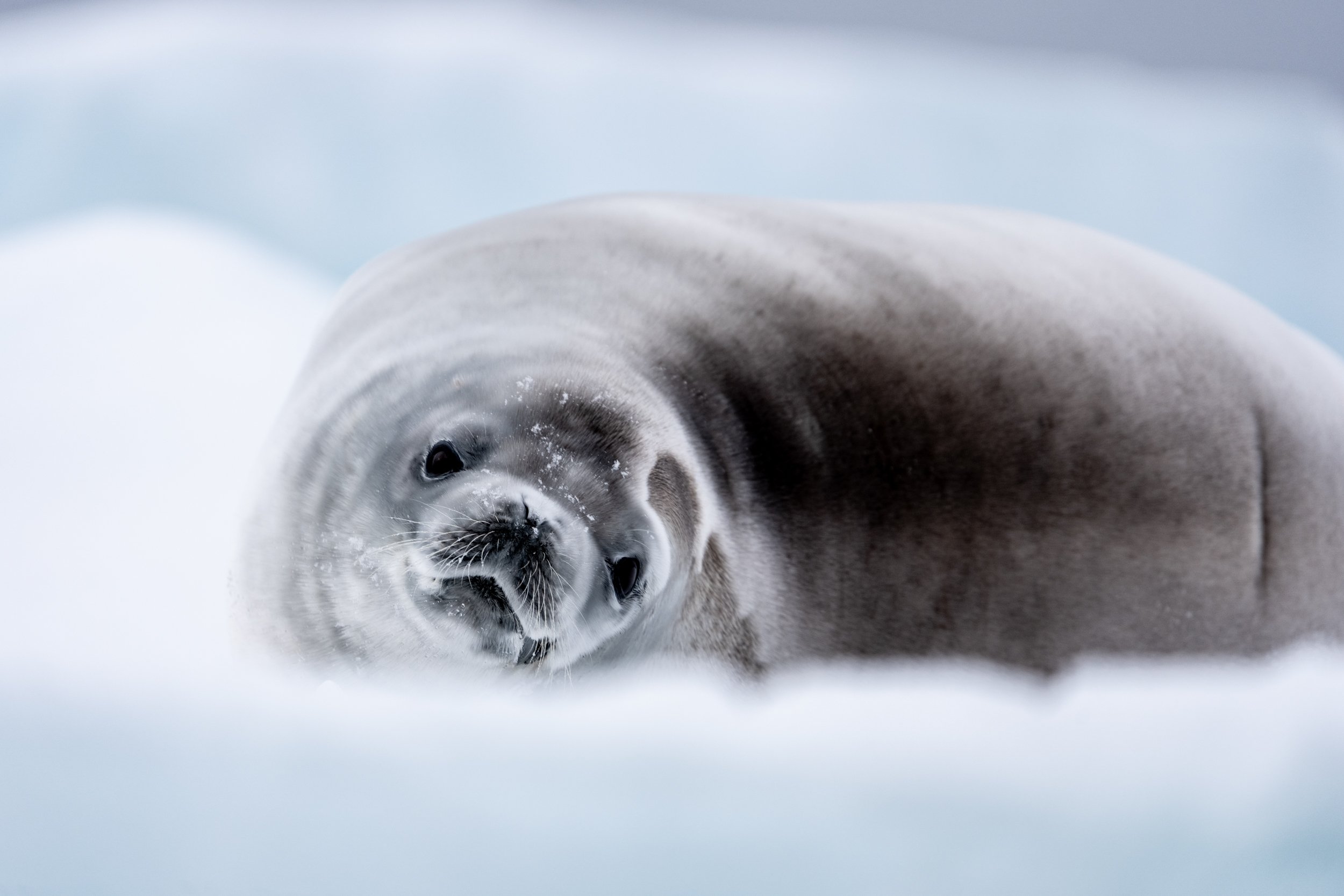 Weddell Sea - 20250306 - 05804.jpg